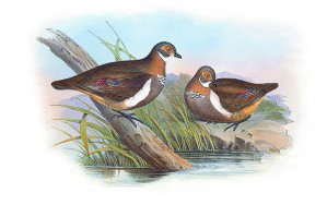 SP Bronze wing Bird_OSG